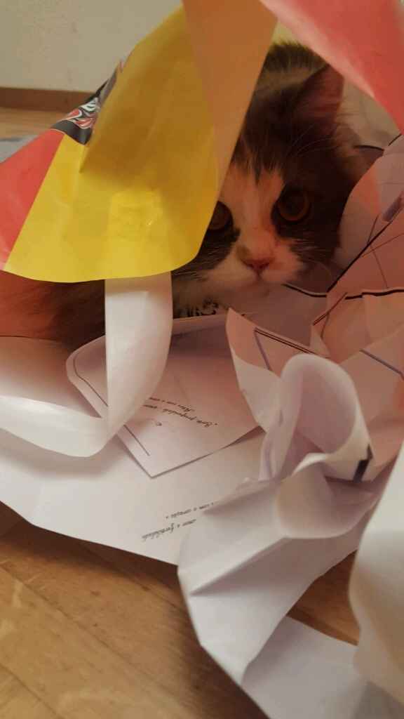 Bom fim-de-semana com pet - 2