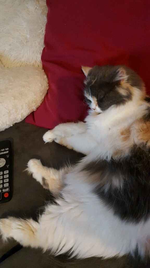 Bom fim-de-semana com pet - 3