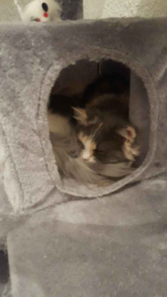 Bom fim-de-semana com pet - 7