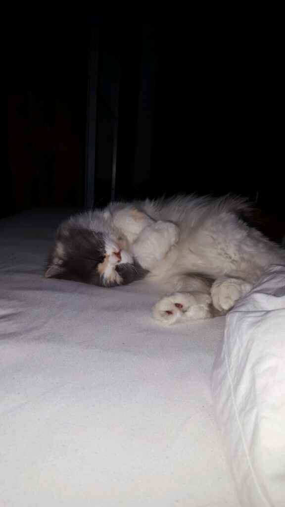 Bom fim-de-semana com pet - 9