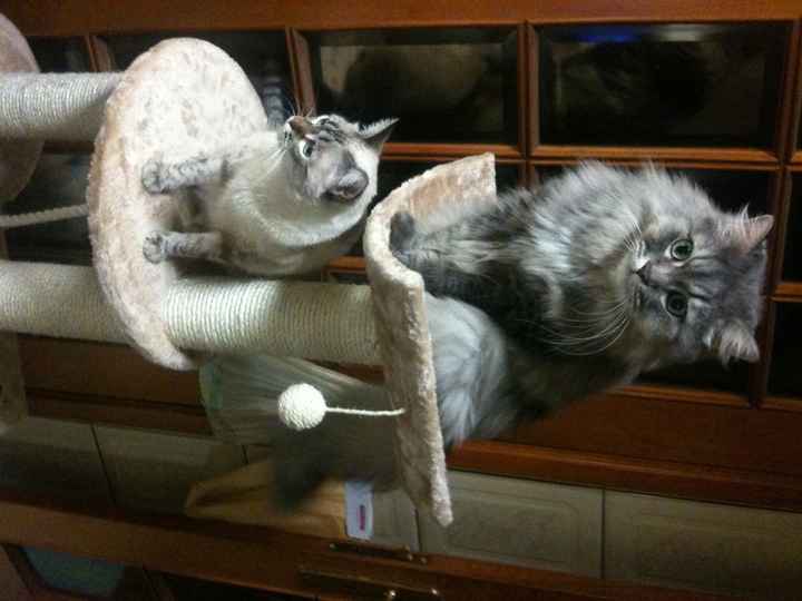 Tobias e Nina 2