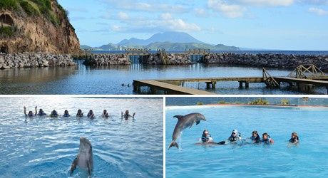 6 - Dolphin Discovery