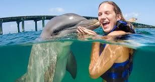 7- Dolphin Island