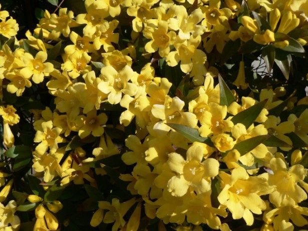 Jasmin-Carolina
