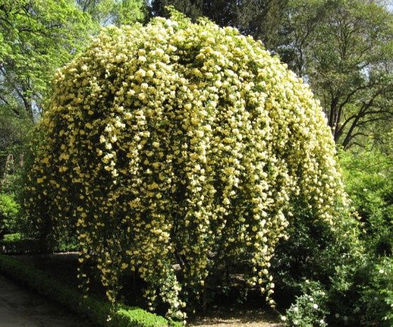 Rosa Banksiae