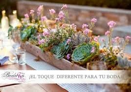 Suculentas parte ii - 22