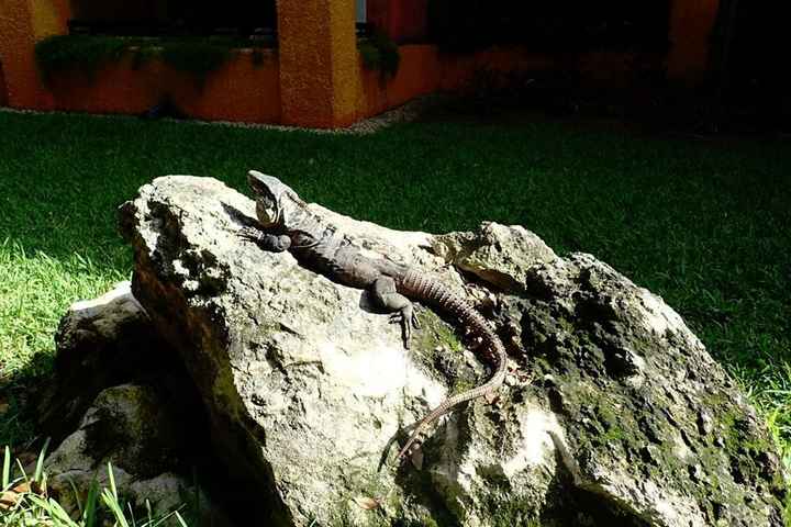 iguana