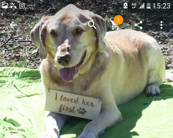 o meu cão vai ser o menino das alianças!! - 1
