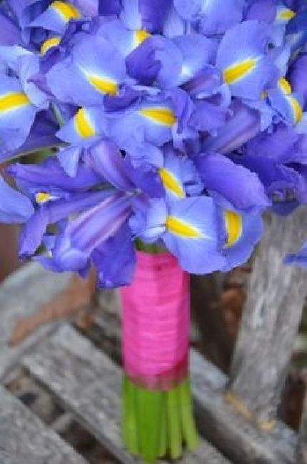 Ramo iris hOLANDESA