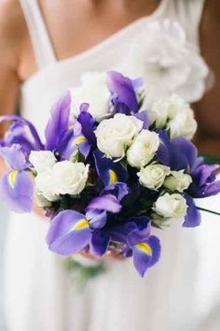 Ramo iris holandesa