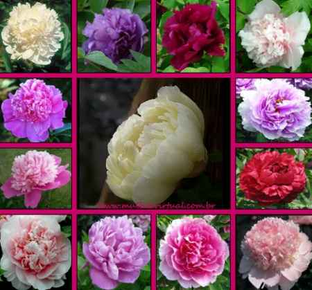 RAINHA DAS FLORES