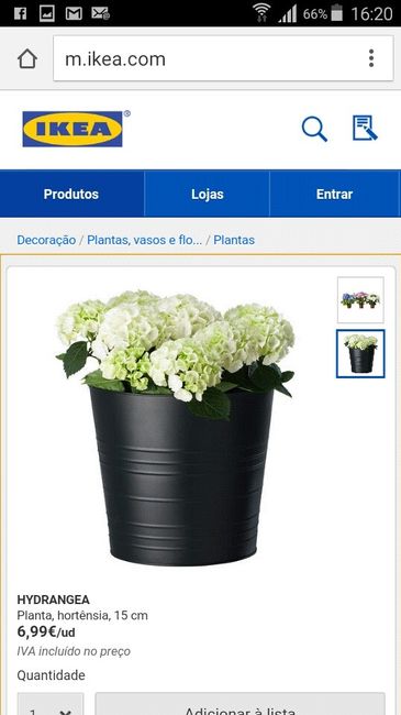 Flores em vasos - 2