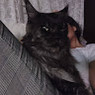 Estela