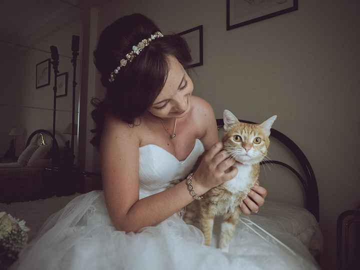 Vai levar seu pet no Dia C? 🐶😻 - 1