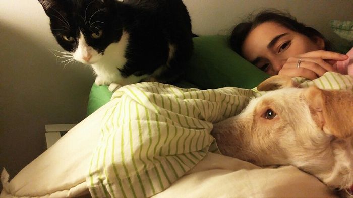 Qual o vosso animal de estimação? - 1