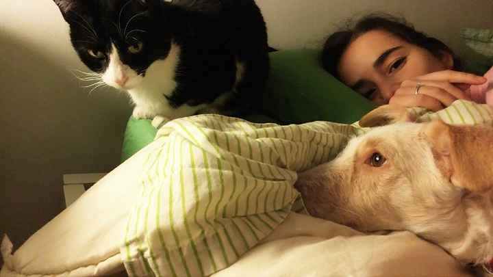 Qual o vosso animal de estimação? - 1