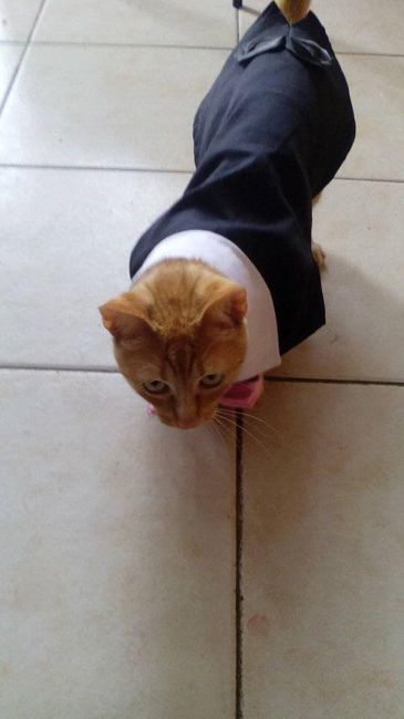 Fuzzy, o gato chique :P