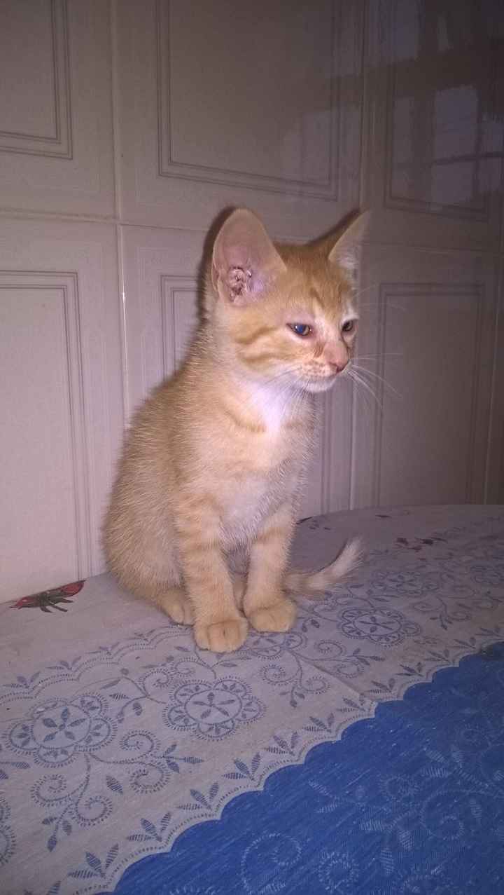 Bebé Fuzzy 