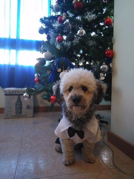 Alpha Janota a pousar na árvore de Natal