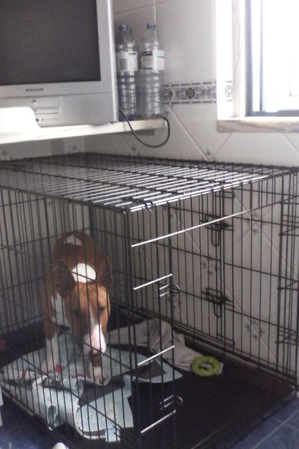 Animais de estimação - 1