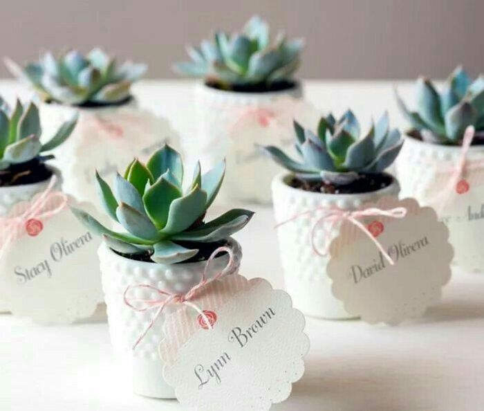  Inspirações Cactos - 1