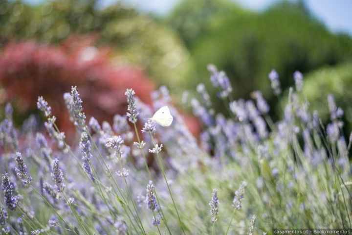 lavanda flor