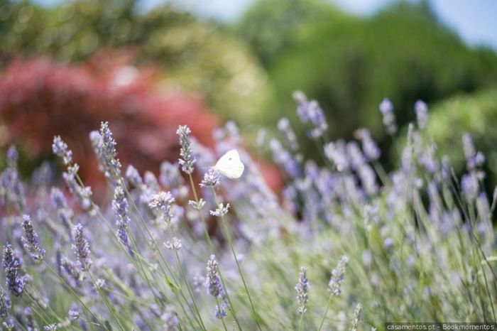 lavanda flor
