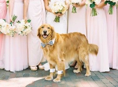 Dog & Brides