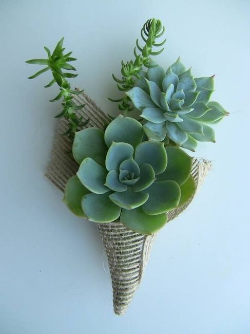 Suculentas