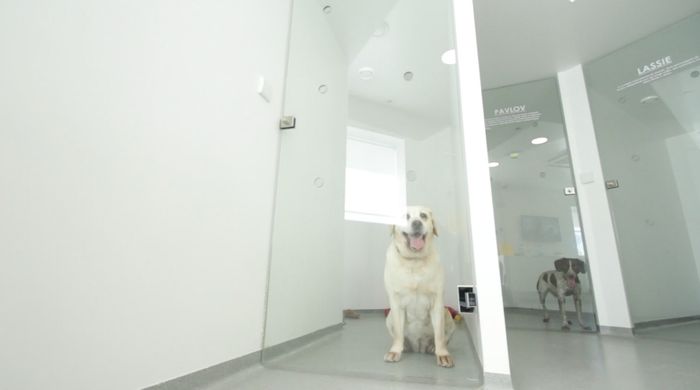 Amipet - Hotel Canino
