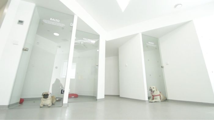 Amipet - Hotel Canino
