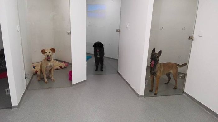 Amipet - Hotel Canino