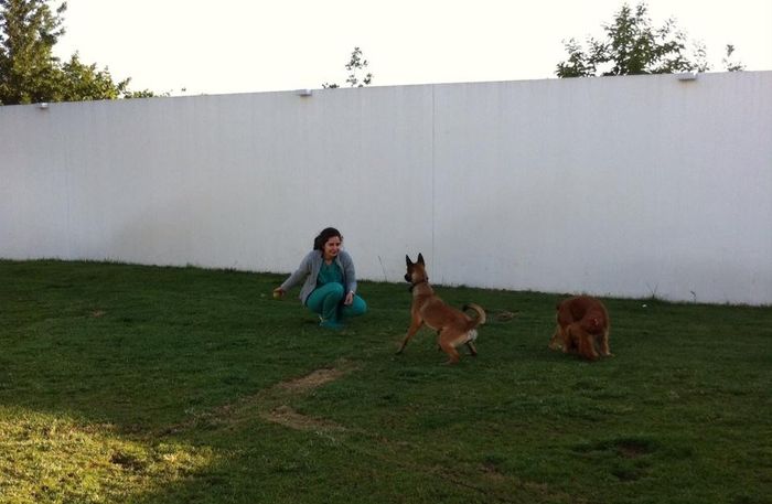 Amipet - Hotel Canino