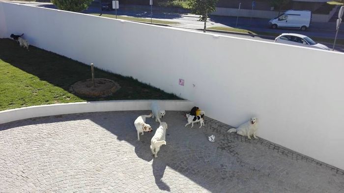 Amipet - Hotel Canino