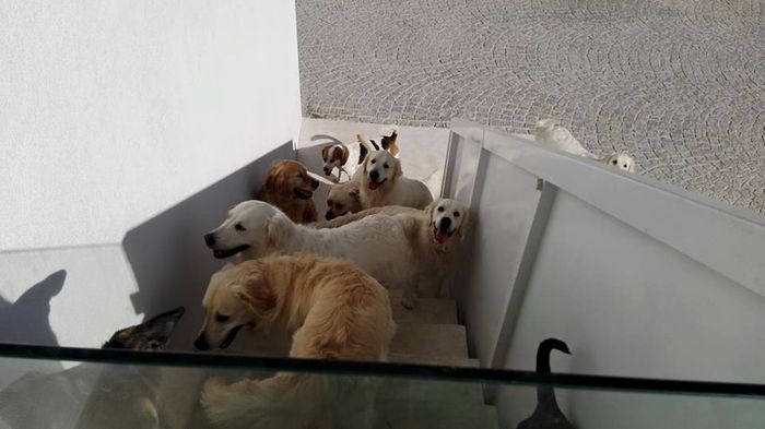 Amipet - Hotel Canino