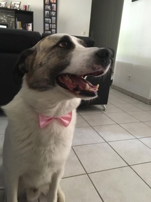 Delfi vestido a rigor