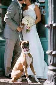Dog & Brides