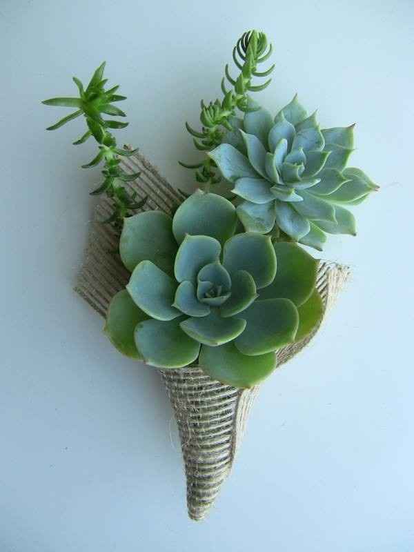Suculentas