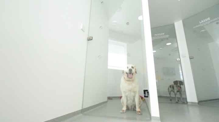 Amipet - Hotel Canino