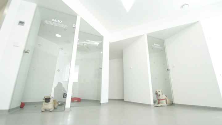 Amipet - Hotel Canino