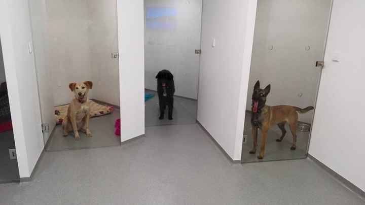 Amipet - Hotel Canino
