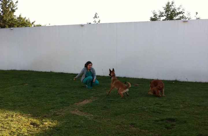 Amipet - Hotel Canino