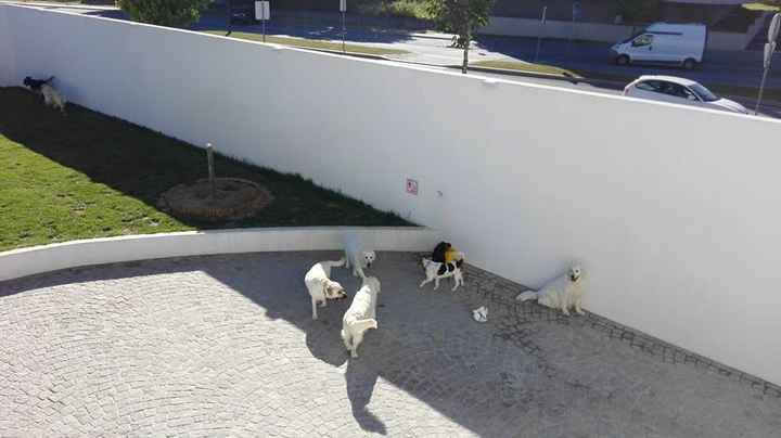 Amipet - Hotel Canino