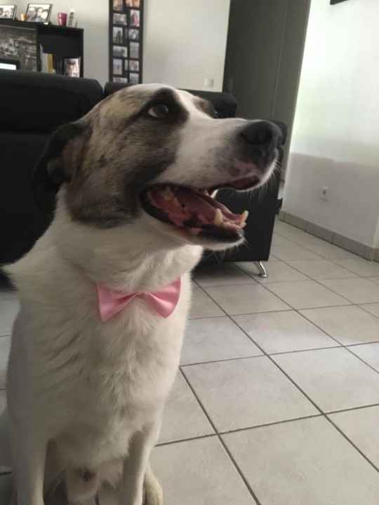 Delfi vestido a rigor