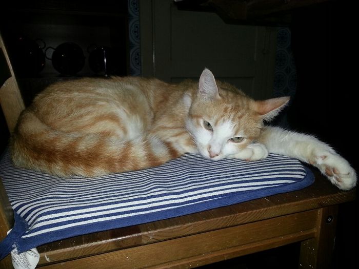 Bom fim-de-semana com pet - 1