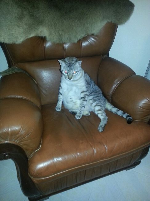 Bom fim-de-semana com pet - 2