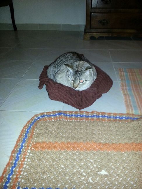 Quem quer ter um animal de estimação depois do casamento? - 1