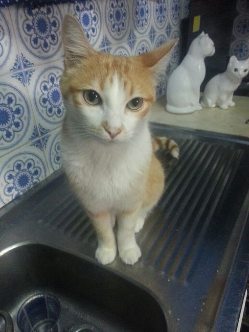 Quem quer ter um animal de estimação depois do casamento? - 2