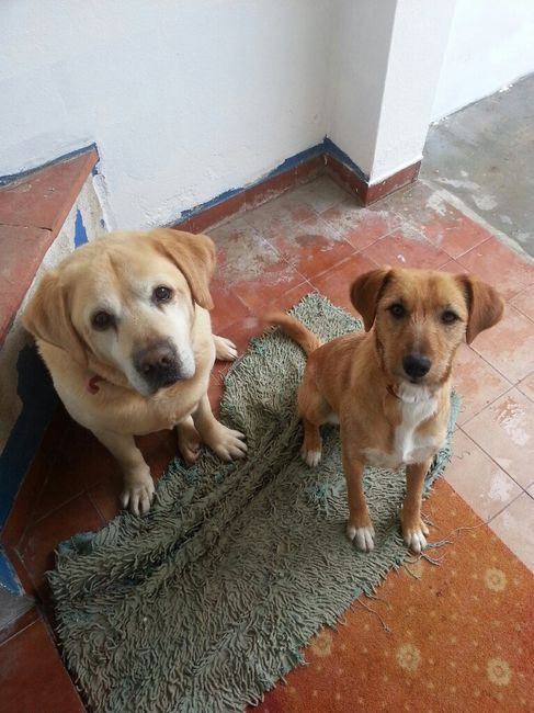 Quem quer ter um animal de estimação depois do casamento? - 3