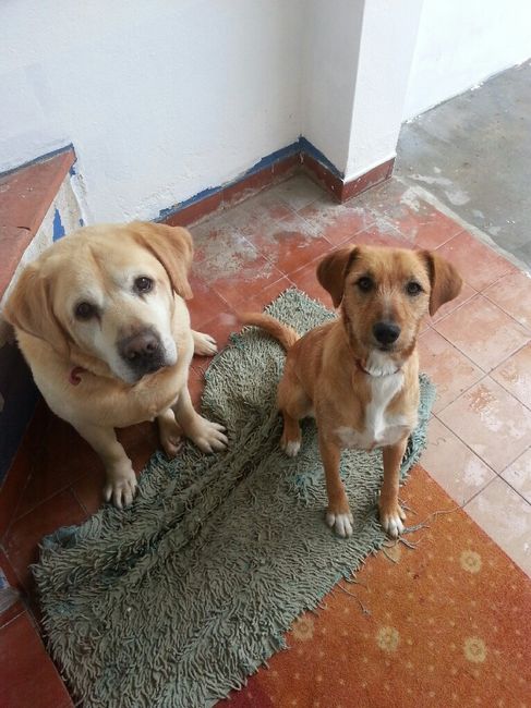 Dia mundial do cão - 1